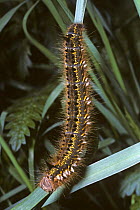 Drinker moth caterpillar (Euthrix potatoria) feeding on a blade of grass, UK
