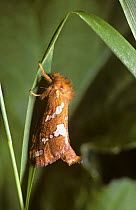Gold swift moth (Phymatopus hecta) UK