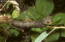 Caterpillar larva of Elephant hawkmoth (Deilephila elpenor) with eyespots mimicking a small snake, in full defensive display, UK.