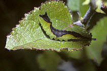 Caterpillar larva of Sallow kitten moth (Harpyia / Furcula furcula) showing countershading, UK
