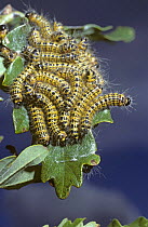 Caterpillar larvae of Buff-tip moth (Phalera bucephala) on oak, UK