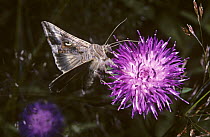 Silver-Y moth (Autographa / Plusia gamma) feeding from a hardhead flower, UK