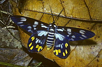 Moth (Dysphania contraria) warning colouration, in rainforest, Sulawesi