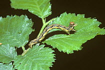 Caterpillar larva of Mottled umber moth (Erannis defoliari) on birch, UK