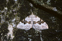 Silver ground carpet moth (Xanthorhoe montanata) resembling a bird-dropping, UK