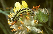 Caterpillar larva of Six-spot burnet moth (Zygaena filipendulae) on a flower of its Kidney vetch food plant, UK