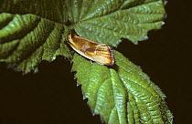 Moth (Eulia ministrana) resembling a fallen bud scale, UK