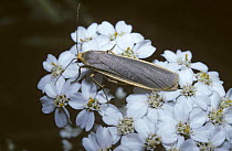 Common footman moth (Eilema / Lithosia lurideola) feeding from Yarrow flowers, UK