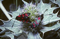 Six-spot burnet moths (Zygaena filipendulae) on Sea-holly, UK.