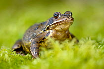 Common frog {Rana temporaria} amongst moss,  Cornwall. UK