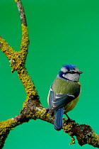 Blue tit {Parus caeruleus} on branch, Cornwall. UK