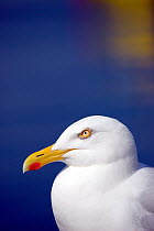 Herring Gull {Larus argentatus}, Cornwall. UK
