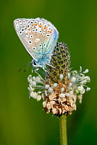 Common blue butterfly {Polyommatus icarus} resting on plantain,  Dorset. UK