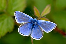 Common blue butterfly {Polyommatus icarus} Dunsdon Nature Reserve (DWT), near Holsworthy, Devon. UK