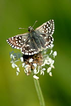Grizzled skipper butterfly {Pyrgus malvae},  Dorset. UK