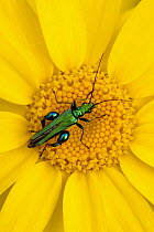 Thick-legged flower beetle {Oedemera nobilis} on Corn marigold {Chrysanthemum segetum},  Cornwall. UK. Winner of Seasons category of the BWPA 2011 competition