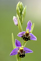 Bee orchid {Ophrys apifera}, Cornwall. UK