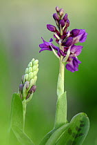 Early-purple orchid {Orchis mascula}, Cornwall. UK