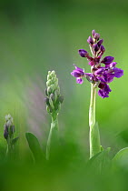 Early-purple orchid {Orchis mascula}, Cornwall. UK