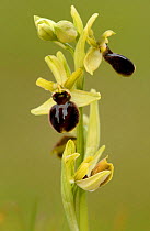 Early spider orchid {Ophrys sphegodes}, Dorset. UK