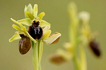 Early spider orchid {Ophrys sphegodes}, Durlston, Dorset. UK