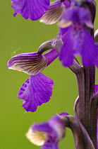Green-winged orchid {Anacamptis morio}, Barrington Hill (NNR) Somerset. UK