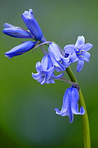Bluebell {Endymion / Hyacinthoides non-scripta},  Cornwall.  UK