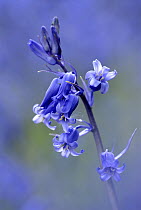 RF- Bluebell (Endymion / Hyacinthoides non-scripta),  Cornwall. UK. (This image may be licensed either as rights managed or royalty free.)