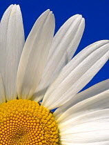Marguerite / Oxeye daisy {Leucanthemum vulgare},  Devon. UK