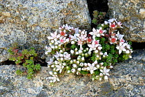 English Stonecrop {Sedum anglicum} Lundy Island, Devon. UK