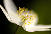 Wood anemone {Anemone nemorosa}, Devon. UK