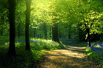 Track leading through Lanhydrock beech woodland with bluebells in spring, Cornwall. UK