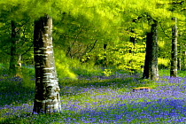 RF- Beech (Fagus) and Bluebell (Hyacinthoides non-scripta) woodland at Lanhydrock, Cornwall. UK. (This image may be licensed either as rights managed or royalty free.)