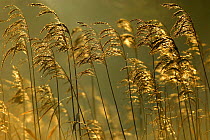 Common reeds (Phragmites communis), Bude Canal, Cornwall. UK