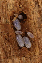 Ant larvae (Formica sp.) of varying sizes in rotten wood.