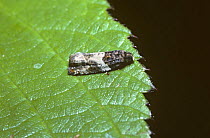Micro moth (Epiblema rosaecolana) camouflaged as a bird-dropping, UK