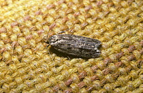 Brown house moth (Hofmannophila pseudospretella) on carpet, UK - larvae feed on cloth book bindings
