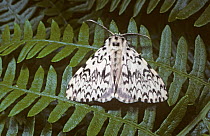 Black arches moth {Lymantria monacha} UK