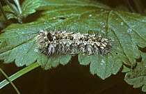 Black arches caterpillar {Lymantria monacha} UK