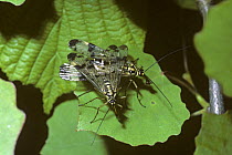 Common scorpionfly {Panorpa communis} pair mating, UK
