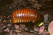 Giant pill millipede {Sphaerotherium sp} feeding on rotten wood, Madagascar