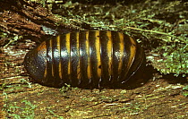 Giant pill millipede {Sphaerotherium sp} feedng on rotten wood, Madagascar