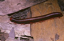 Giant millipede {Spirostreptus sp} Madagascar
