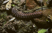 Common flat-backed millipede {Polydesmus angustus} in mud, UK