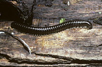 White-legged snake millipede {Tachypodoiulus niger} UK