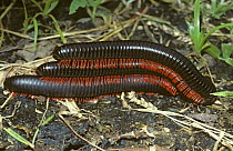 Giant millipede {Epibolus pulchripes} male mounting another male, who is in the process of courting a female, tropical dry forest, Kenya