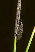 Alder fly {Sialis lutaria} female laying eggs on Juncus, UK