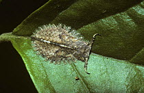 Ant-lion larva {Myrmeleon sp.} lying in wait for passing prey, Costa Rica