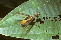 Mantis-fly {Climaciella sp} on leaf in rainforest, mimicking Paper wasp {Polistes sp.} Brazil