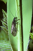 Alder fly {Sialis lutaria} UK